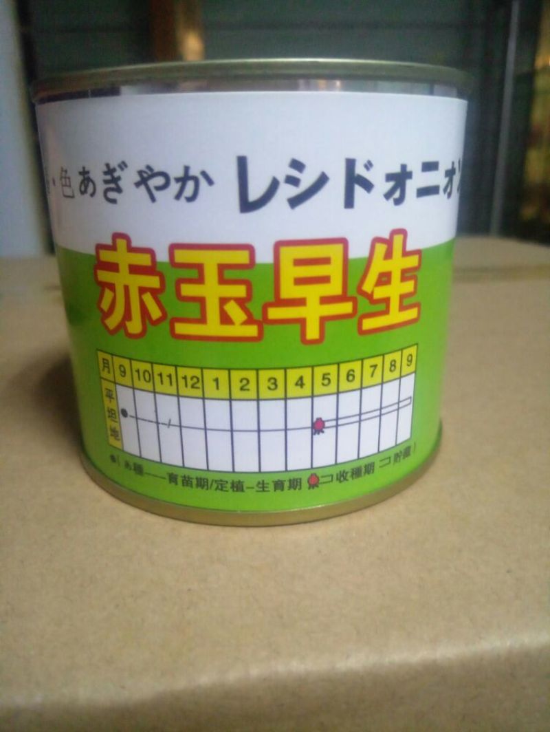 精品洋葱种紫阳紫玉88爱知紫丰红象种子