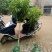 荔枝苗A4无核荔枝树苗阳台庭院均可种植包邮