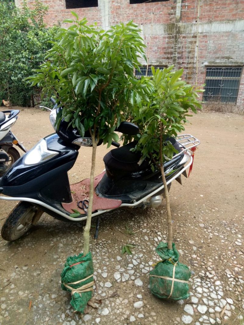 荔枝苗A4无核荔枝树苗阳台庭院均可种植包邮