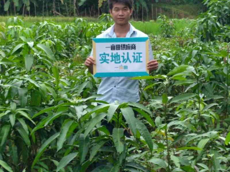 芒果苗金煌，桂七，四季密芒苗可以带土球发货