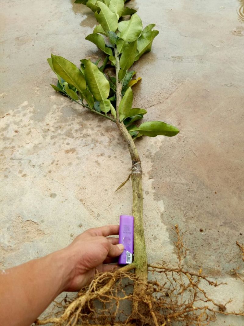 三红蜜柚苗