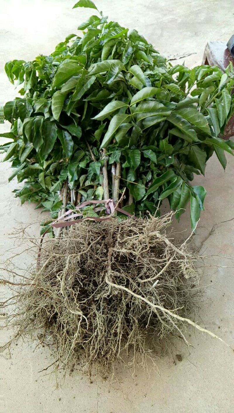 无核黄皮果苗50~80cmcm