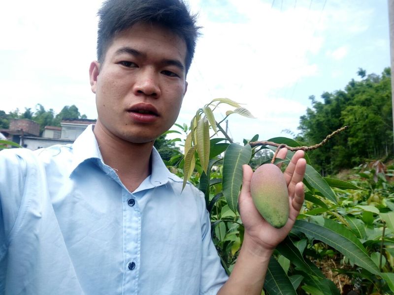 芒果苗金煌，桂七，四季密芒苗可以带土球发货