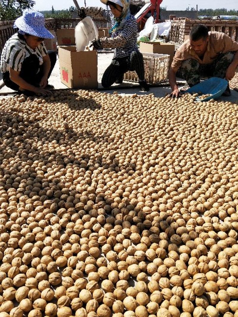 薄皮核桃去皮30mm以上干