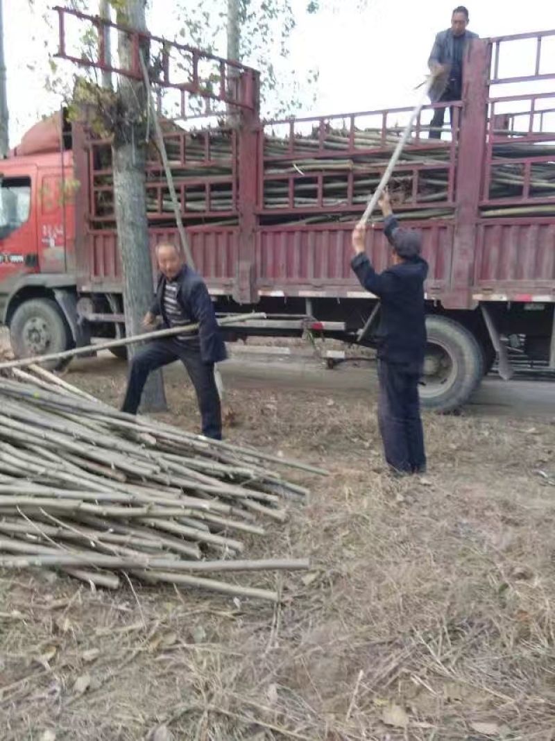 杨树10cm以下