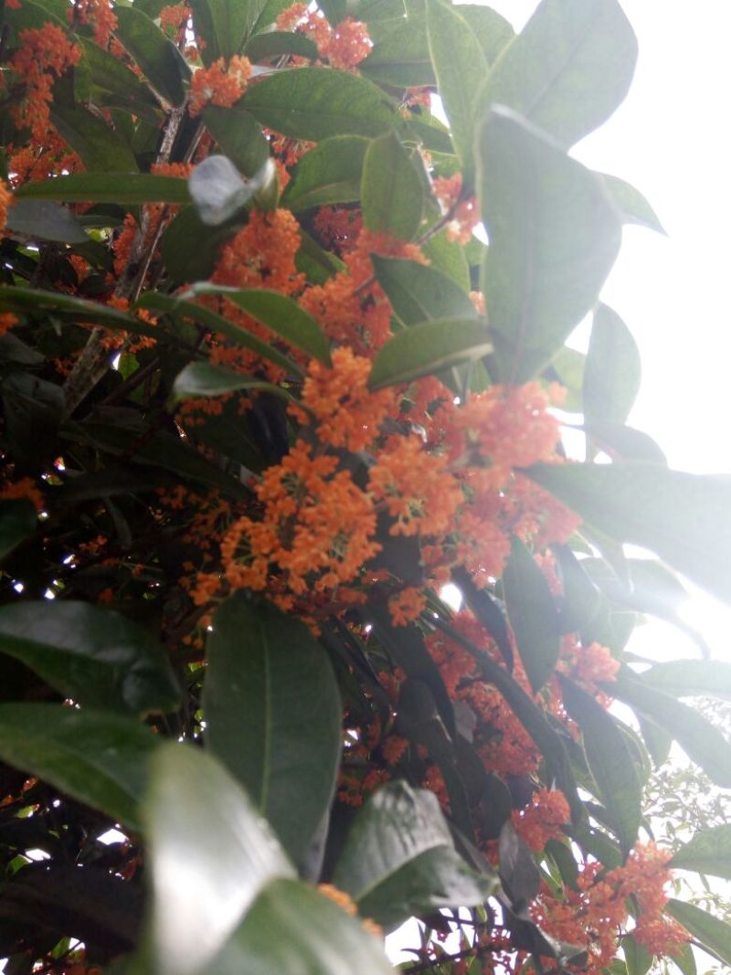 八月桂2~4cm1.5~2米1~2米