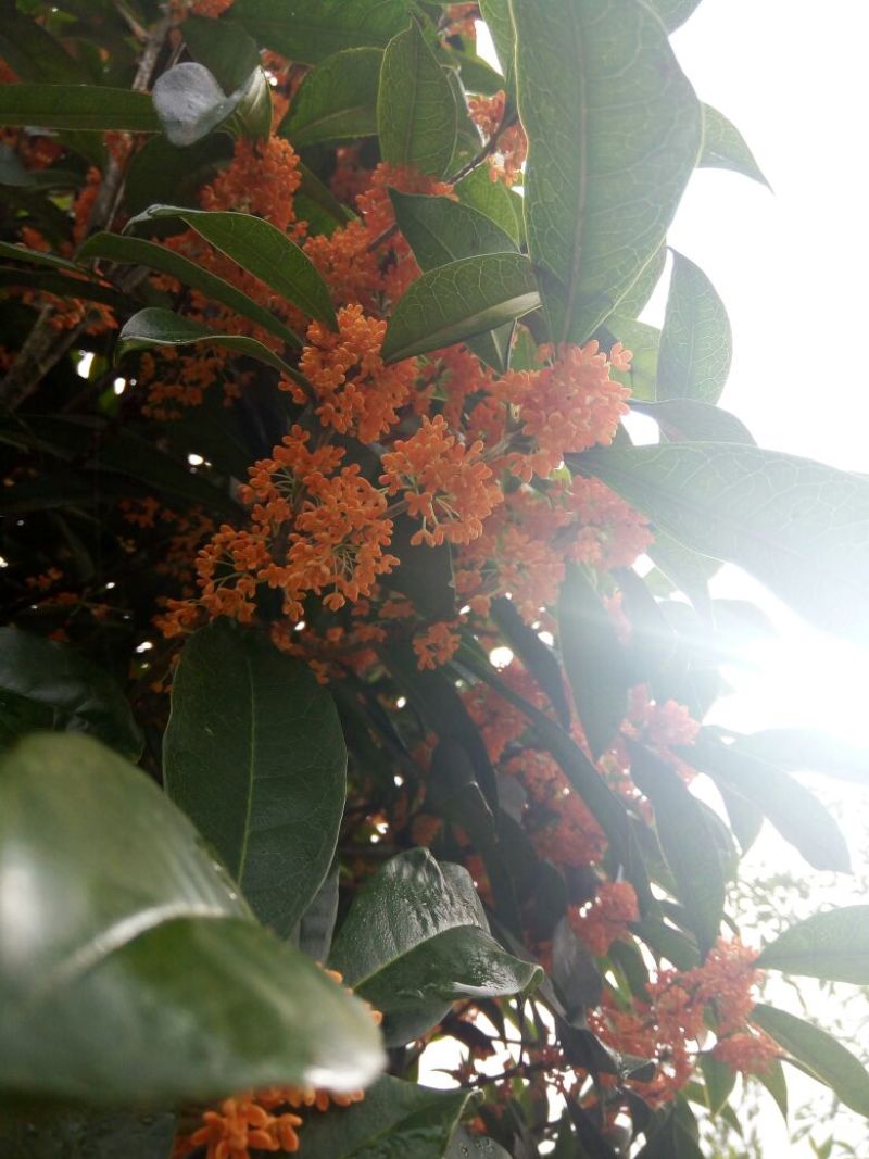 八月桂2~4cm1.5~2米1~2米