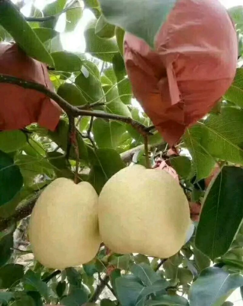 陕西渭南蒲城纸袋蒲城酥梨，皮薄无渣，肉厚多汁