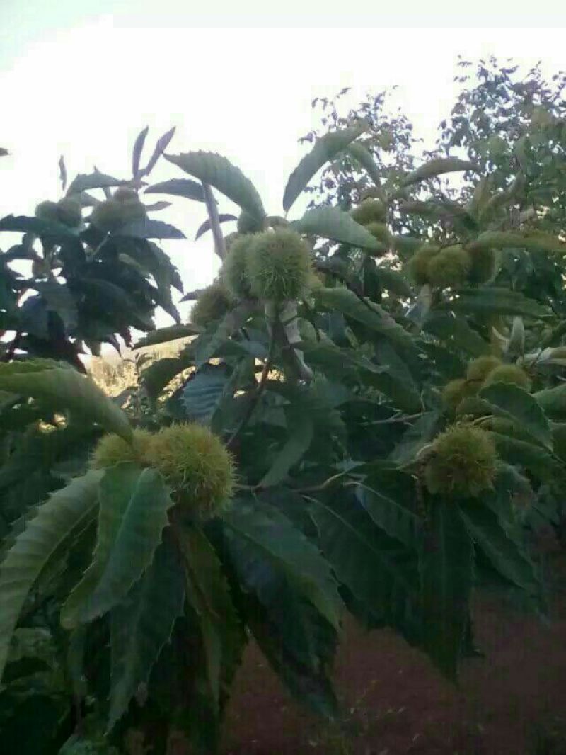板栗树苗嫁接板栗成苗，质量好