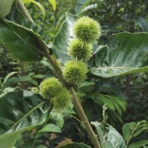 板栗树苗嫁接板栗成苗，质量好