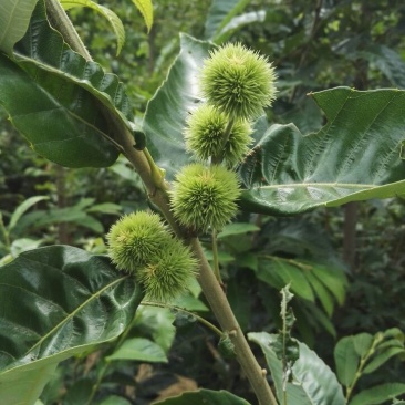 板栗树苗嫁接板栗成苗，质量好