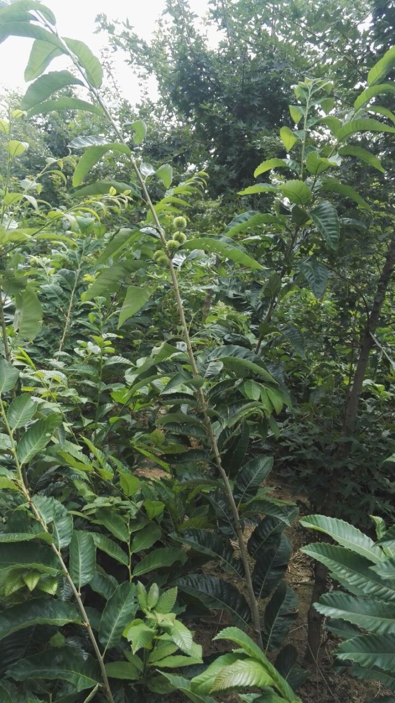 板栗树苗嫁接板栗成苗，质量好