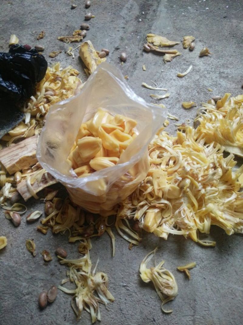 海南新鲜采摘黄肉菠萝蜜产地直发多省包邮欢迎品尝