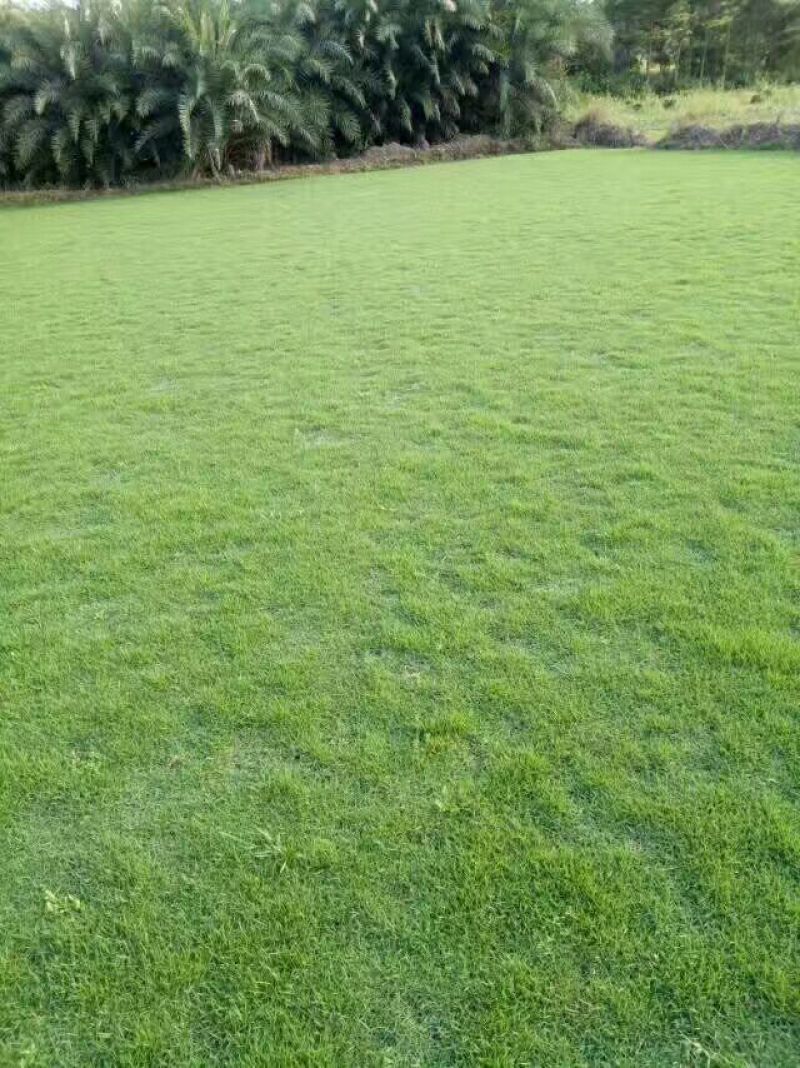 草皮