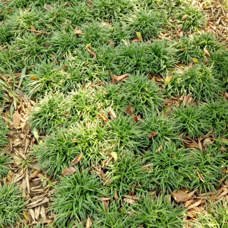 玉龙草4~8cm