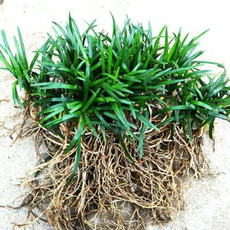 玉龙草4~8cm
