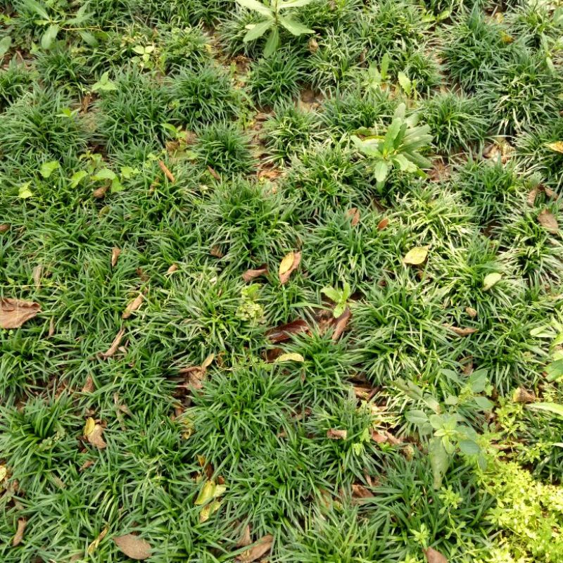 玉龙草4~8cm