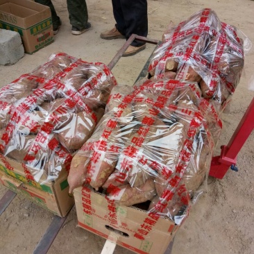 苏薯8号红皮，红心商品薯，可供超市店商批发市场