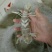 皮皮虾活虾