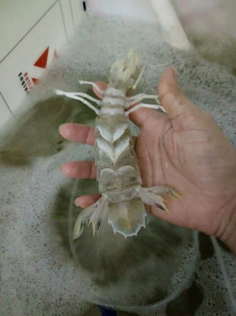 皮皮虾活虾
