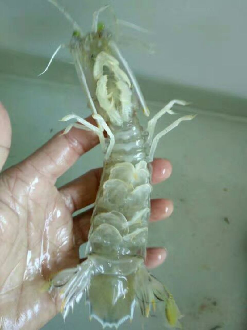 皮皮虾活虾