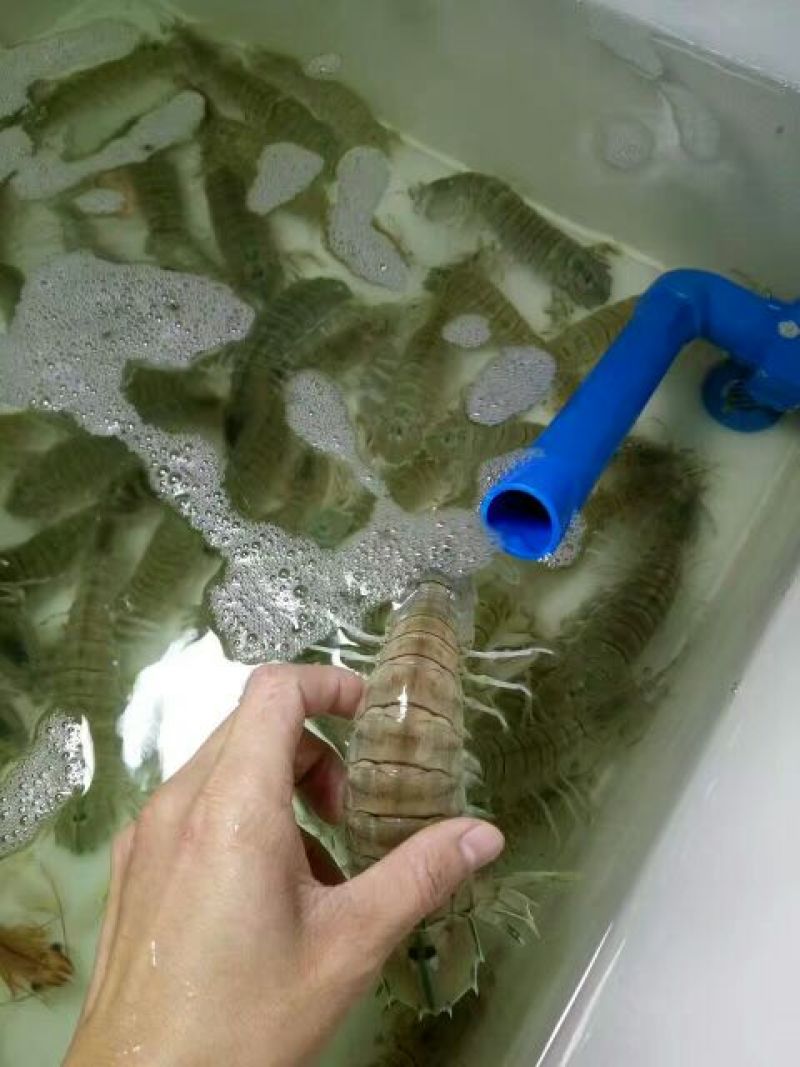 皮皮虾活虾