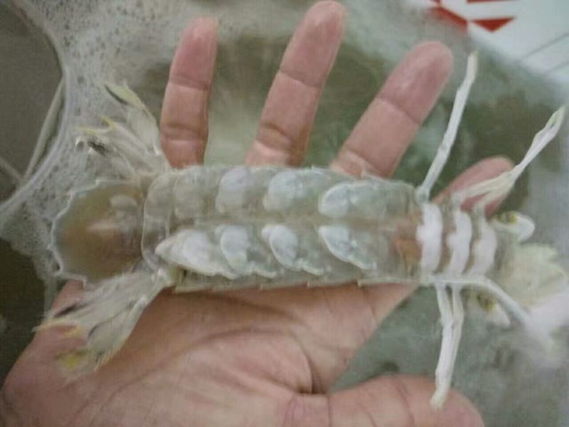 皮皮虾活虾