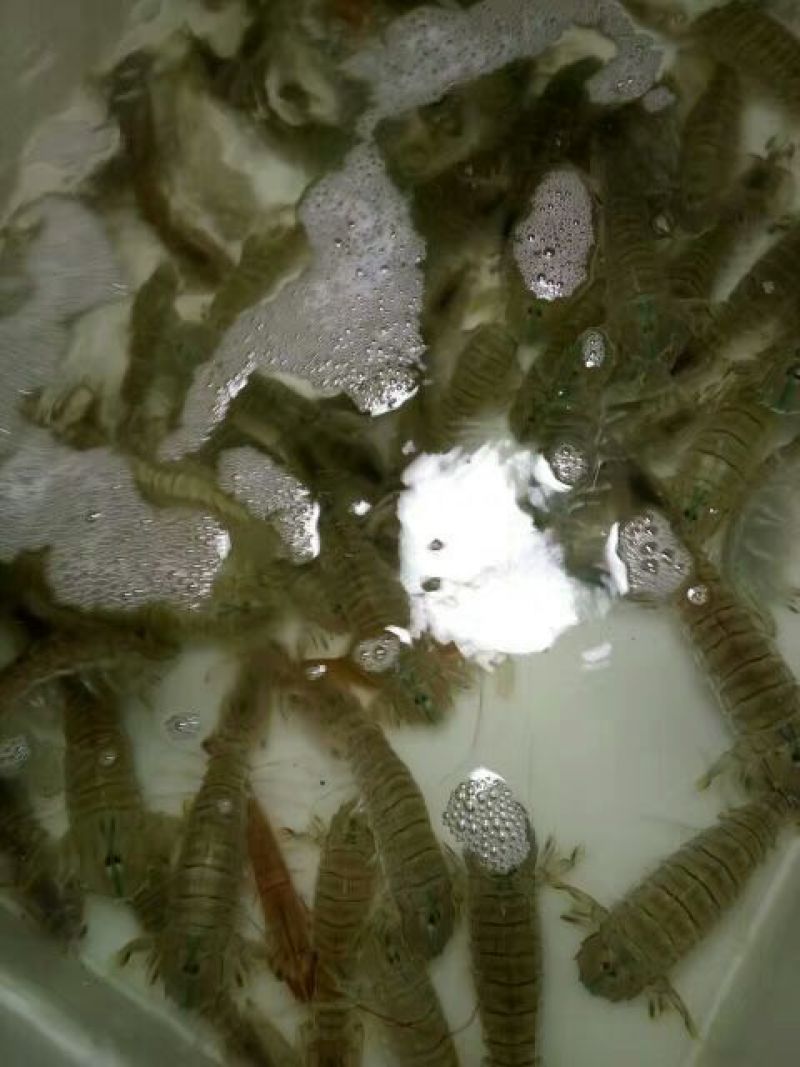 皮皮虾活虾
