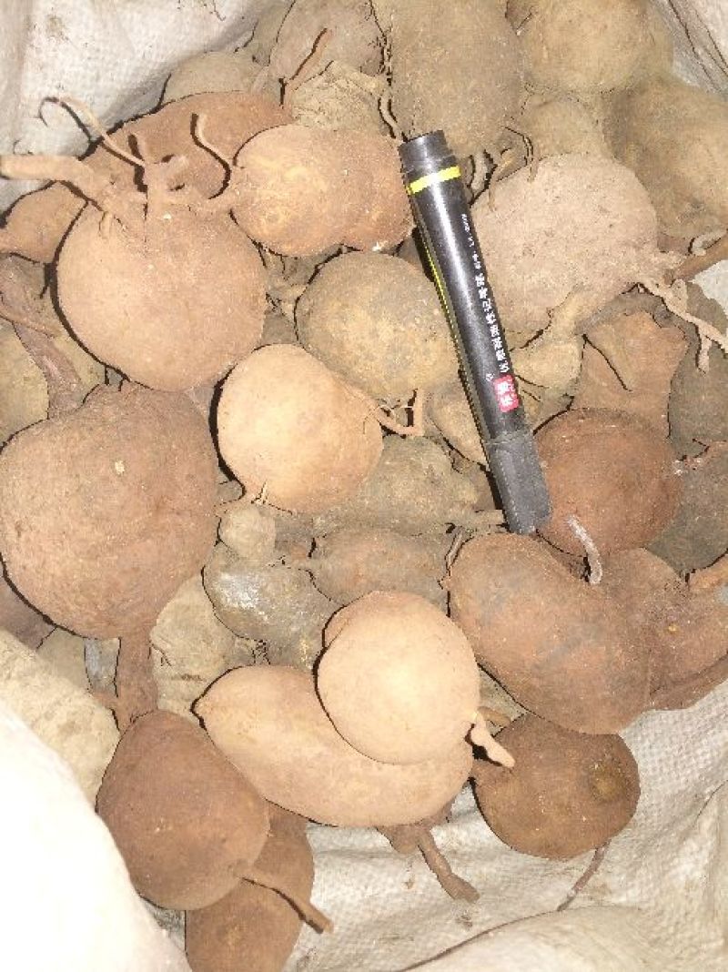 金果榄地苦胆地苦胆干货