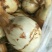 茨菇大量上市