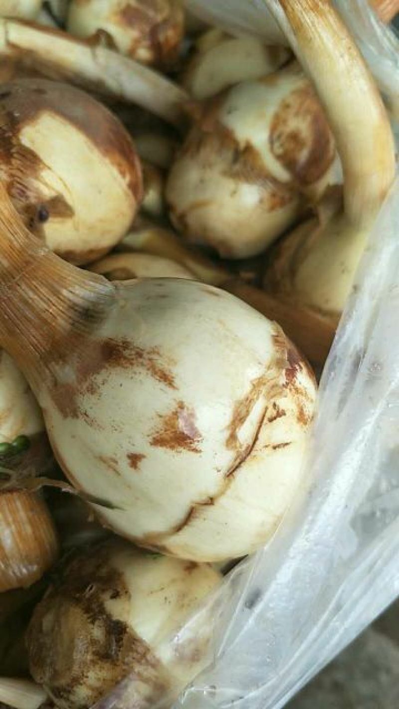 茨菇大量上市