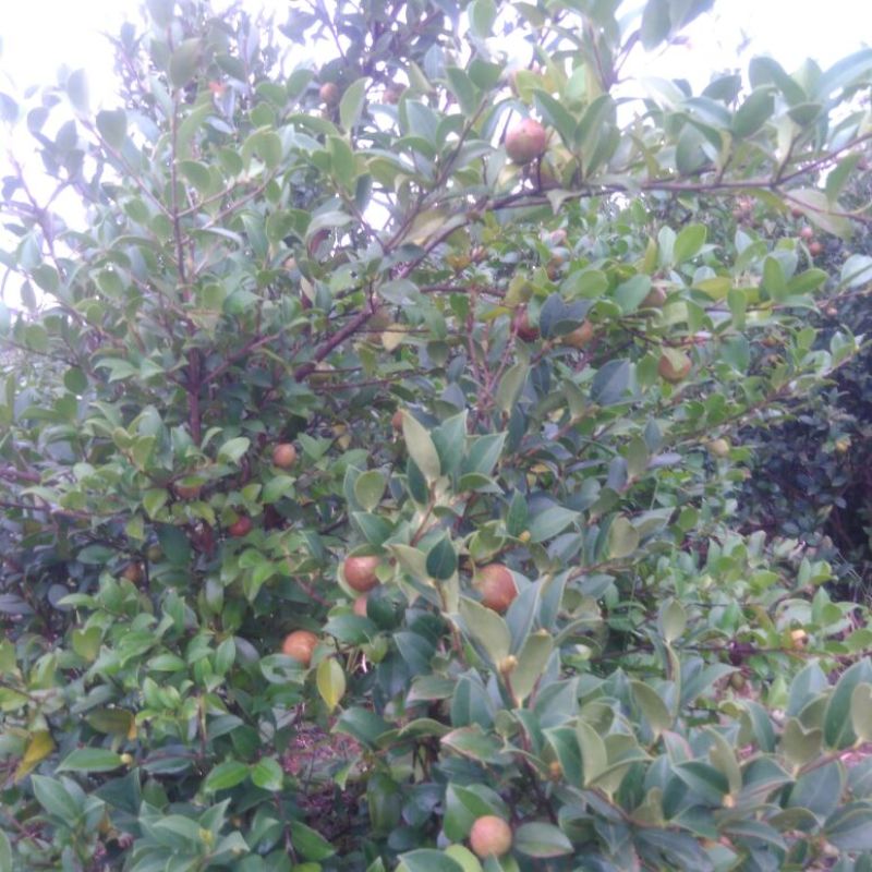 油茶籽99%以上
