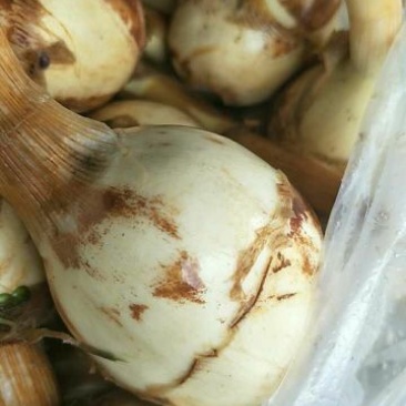 茨茨菇大量上市