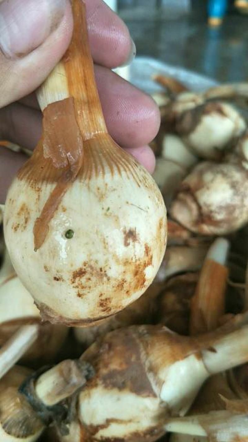 茨茨菇大量上市