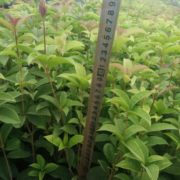 四季桂苗30~40cm
