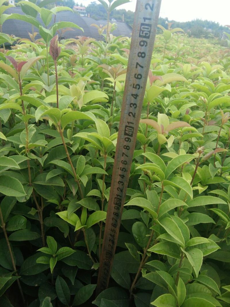 四季桂苗30~40cm