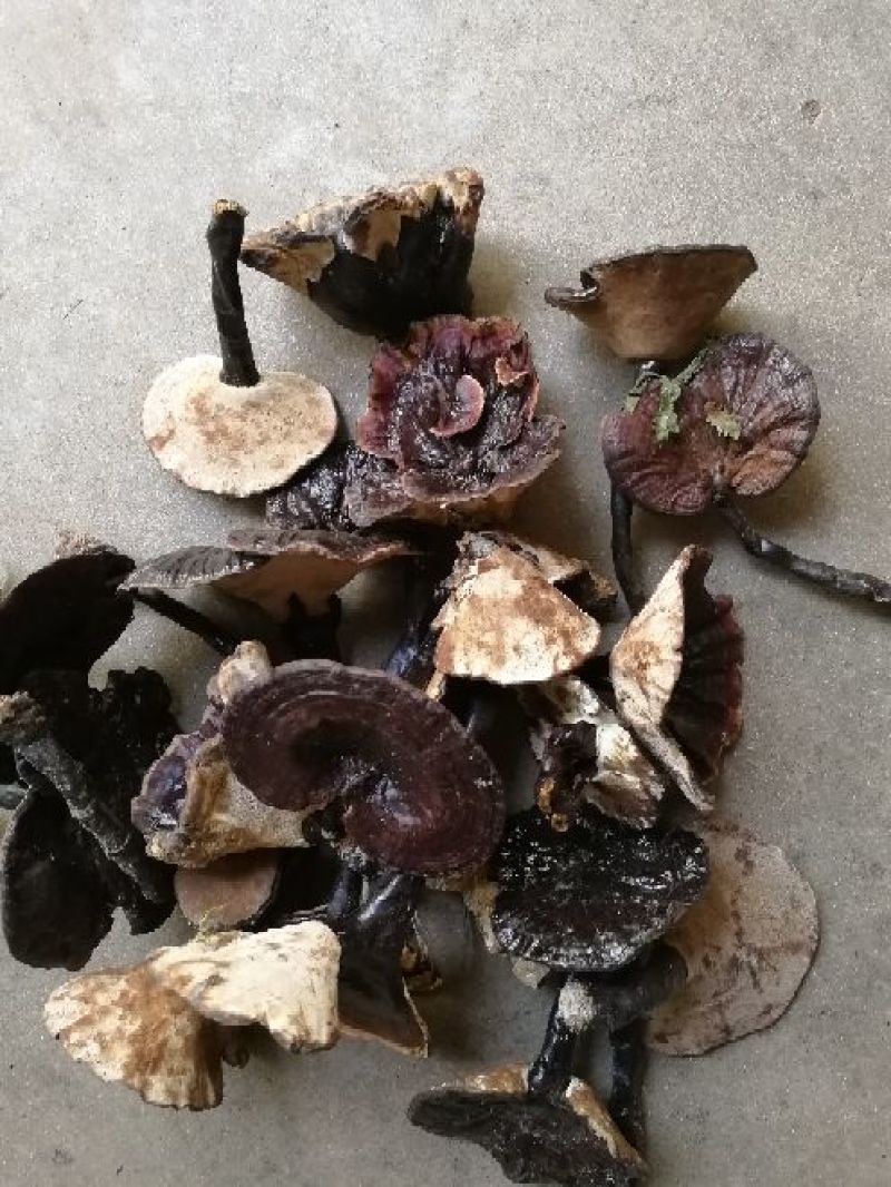 紫灵芝8~12公分