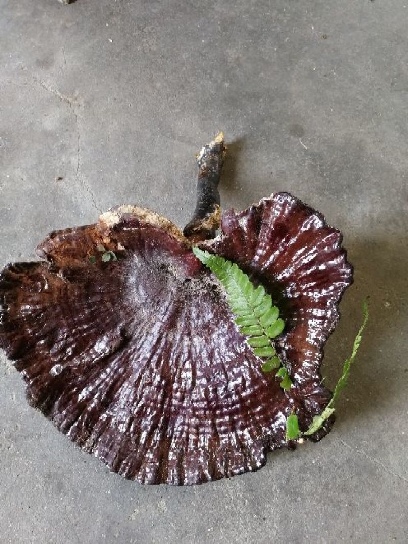 紫灵芝8~12公分
