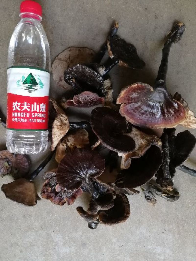 紫灵芝8~12公分