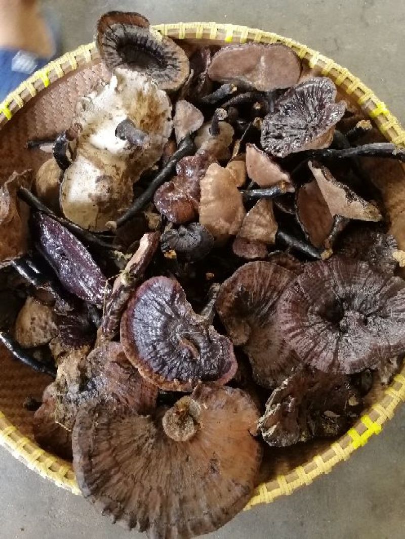 紫灵芝8~12公分