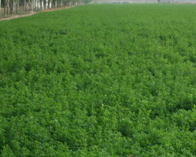 多年生黑麦草种子98%以上