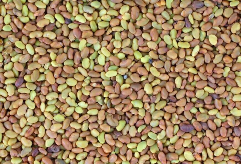 多年生黑麦草种子98%以上