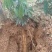 牛大力种苗15~30cm