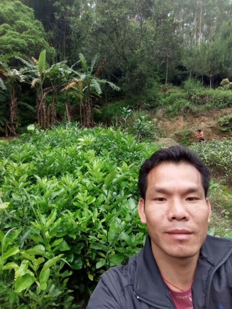 沃柑苗，香橙头沃柑苗，嫁接苗