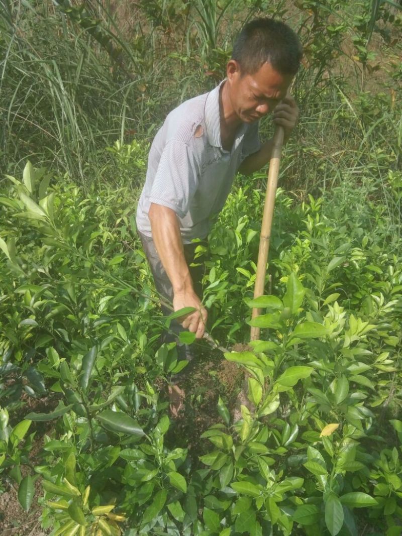 沃柑苗，香橙头沃柑苗，嫁接苗