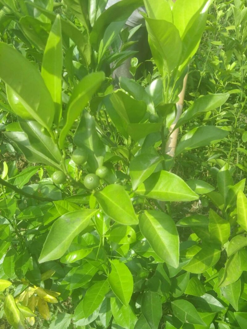 沃柑苗，香橙头沃柑苗，嫁接苗