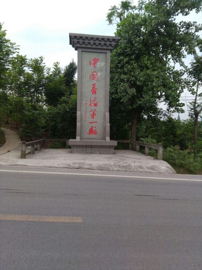 红叶香椿苗红油香椿苗，香椿苗，红油香椿苗。巴山红香椿苗