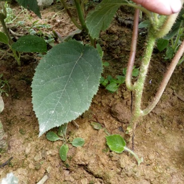 猕猴桃苗实生苗0.8~1cm35~40cm