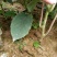 猕猴桃苗实生苗0.8~1cm35~40cm