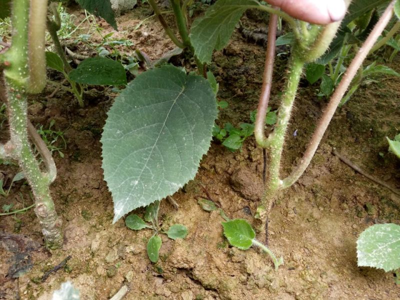 猕猴桃苗实生苗0.8~1cm35~40cm